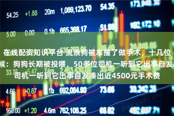 在线配资知识平台 流浪狗被车撞了做手术，十几位出租车司机在医院守候：狗狗长期被投喂，50多位司机一听到它出事自发凑出近4500元手术费